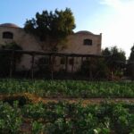 The Purple Gold from Egypt… “Lavander Life” Leads the Lavender Industry Regionally